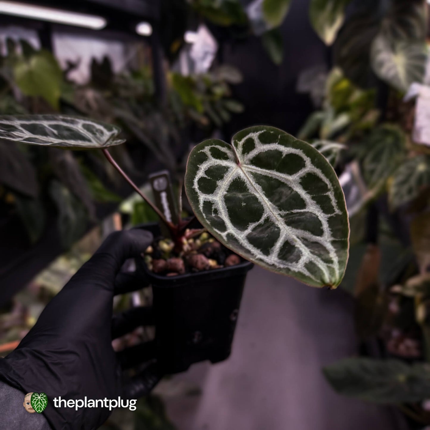 Anthurium 'Michelle' f2 x self 💫