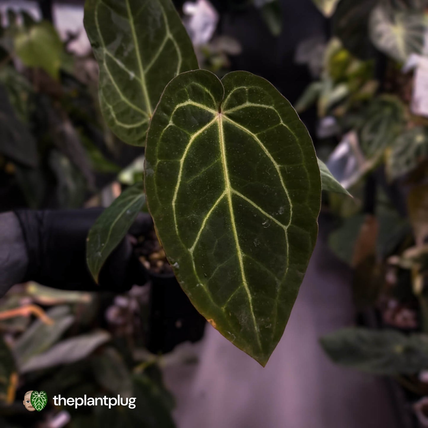 Anthurium 'Red Crystal' x 'Jayda' 💫