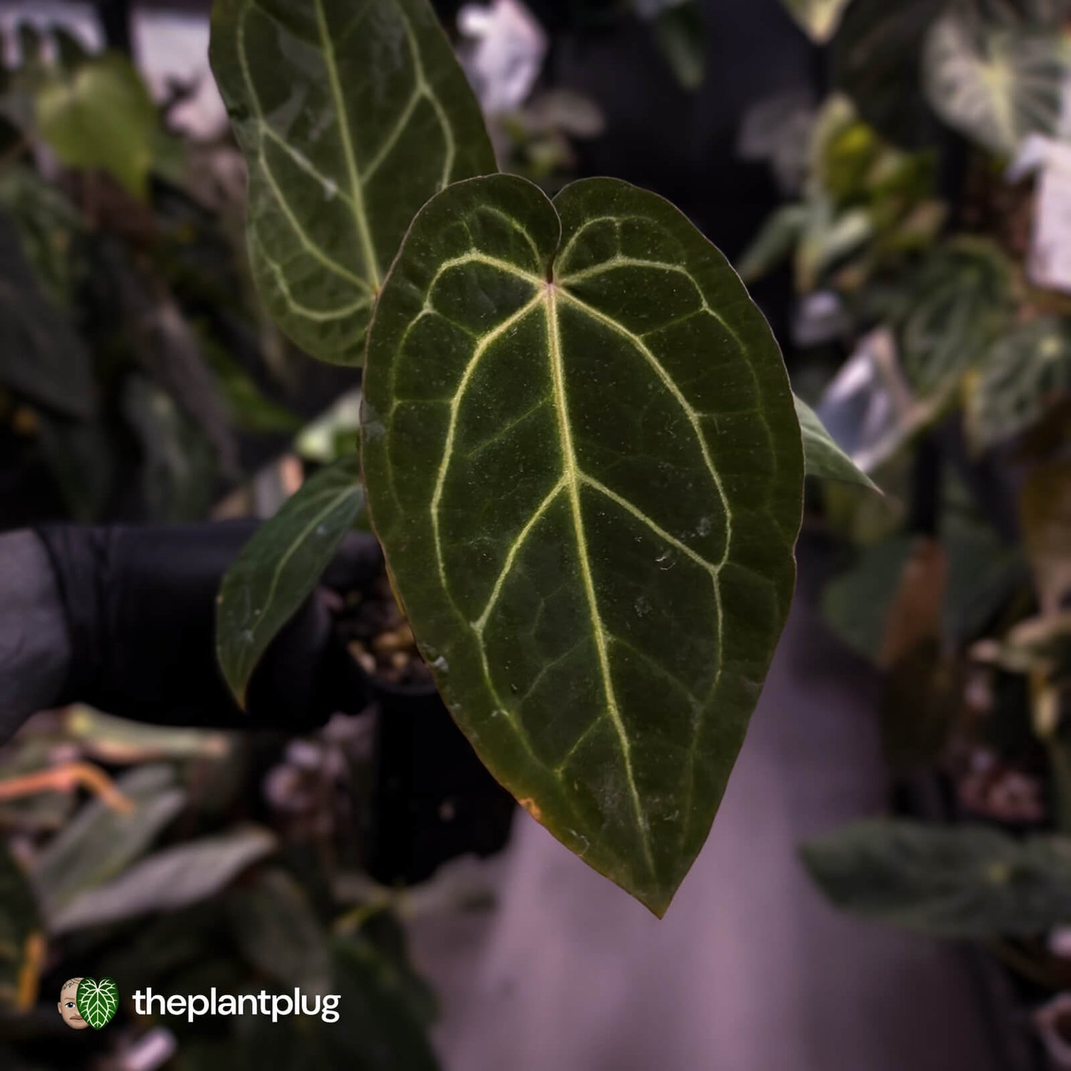 Anthurium 'Red Crystal' x 'Jayda' 💫