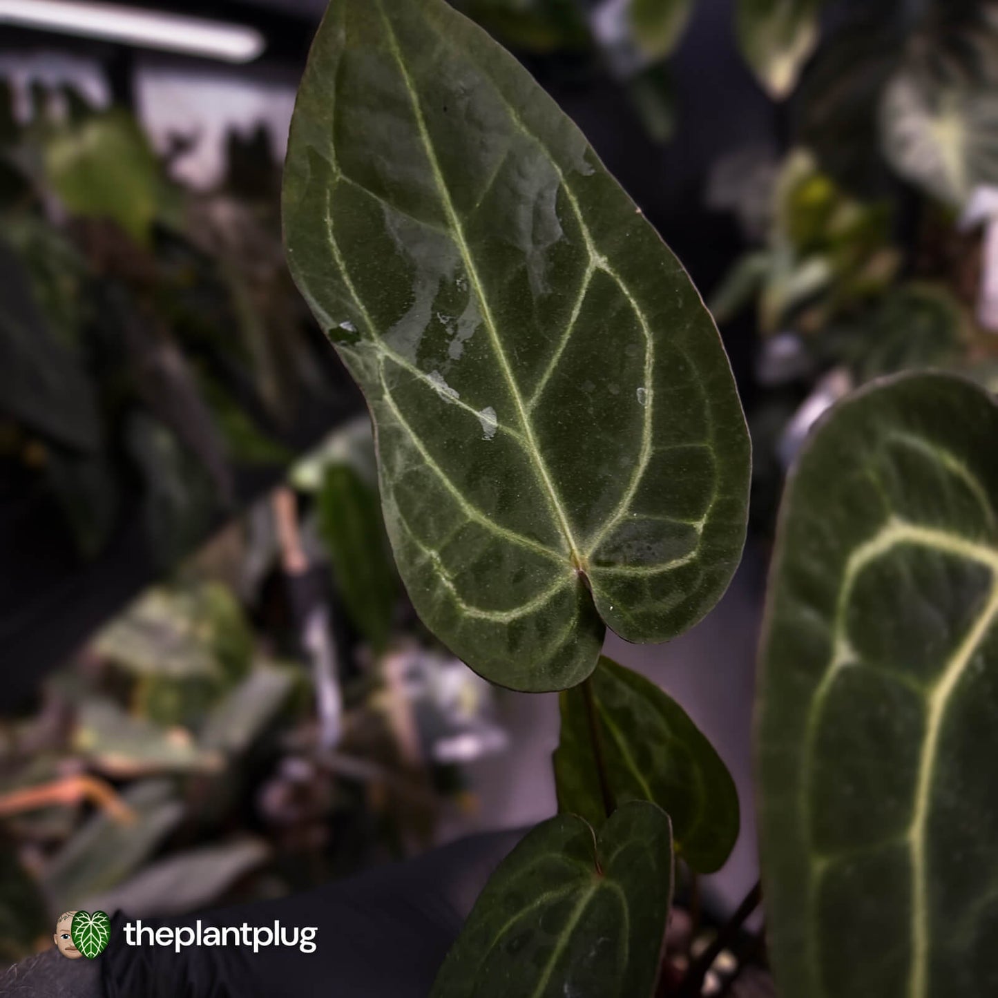 Anthurium 'Red Crystal' x 'Jayda' 💫