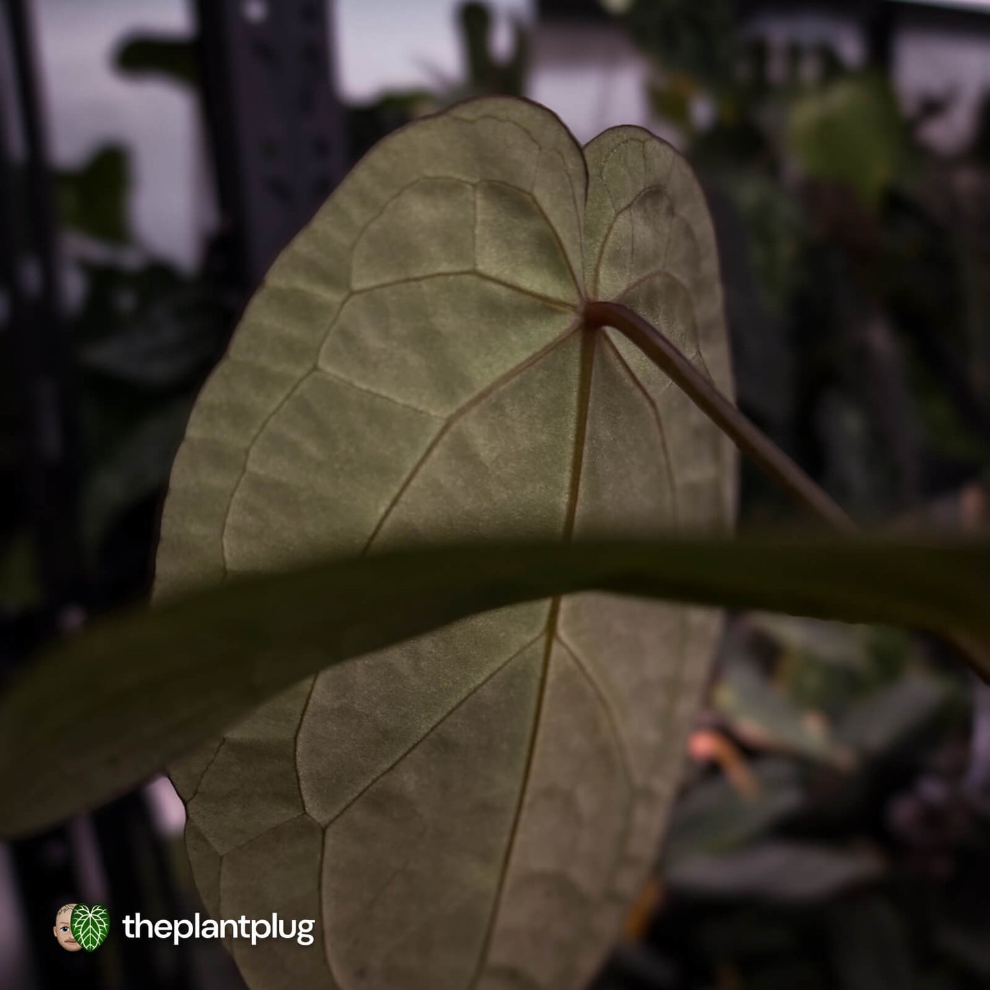 Anthurium 'Red Crystal' x 'Jayda' 💫