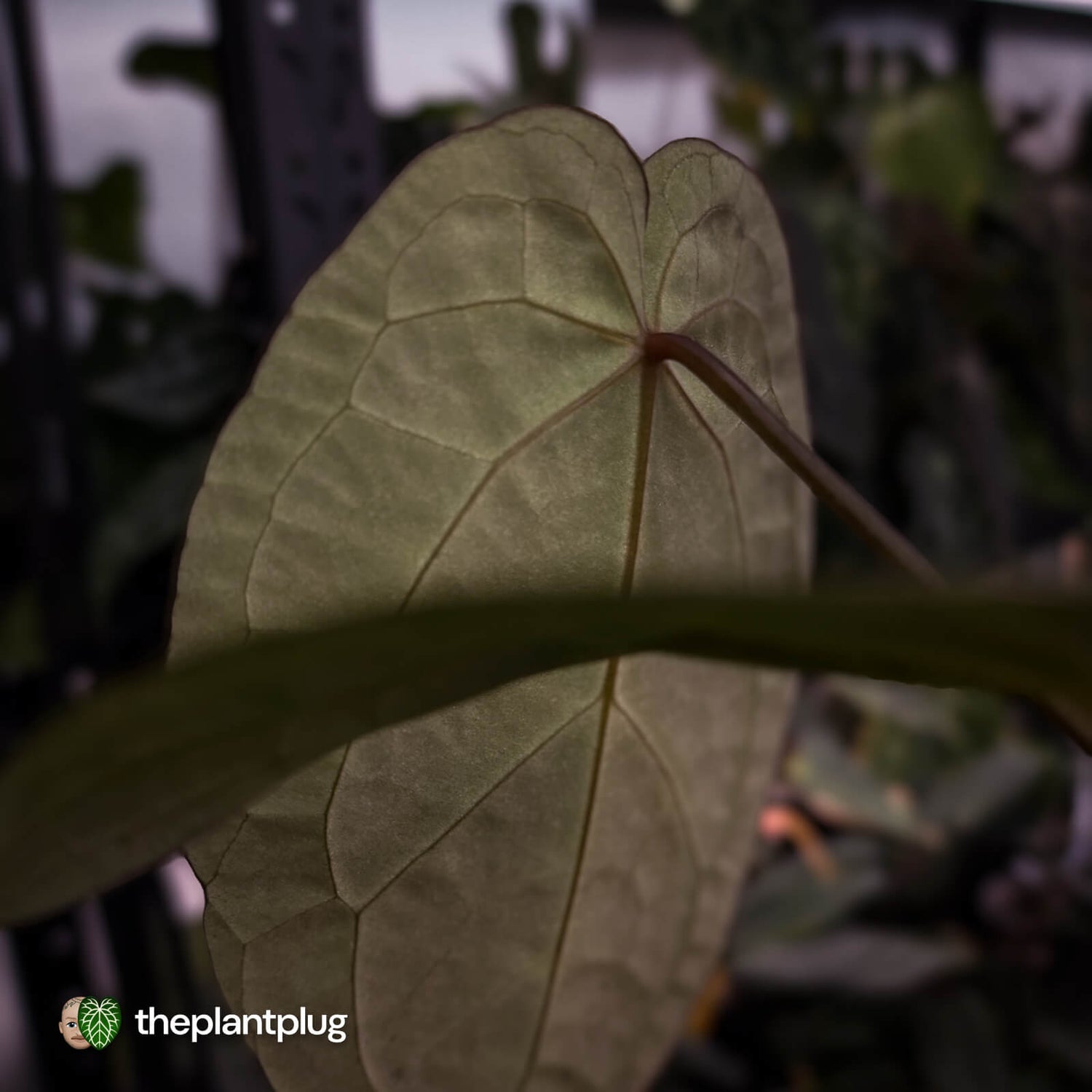 Anthurium 'Red Crystal' x 'Jayda' 💫