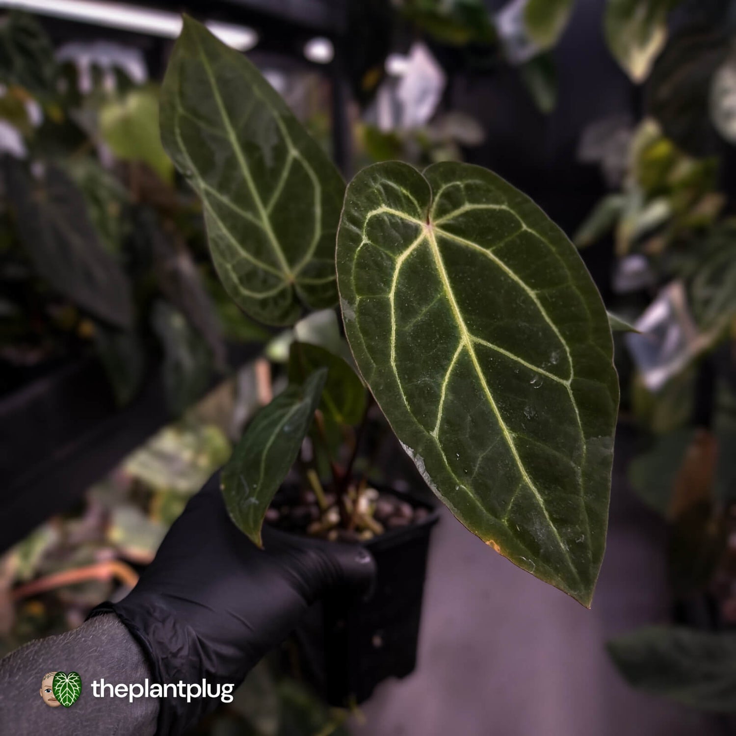 Anthurium 'Red Crystal' x 'Jayda' 💫