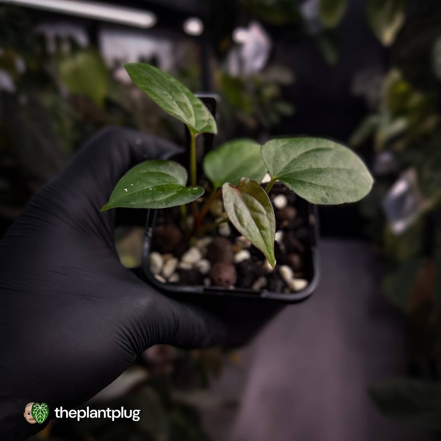 Anthurium 'Midnight Velvet' x 'RVDP' • select clone