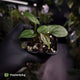 Anthurium 'Midnight Velvet' x 'RVDP' • select clone
