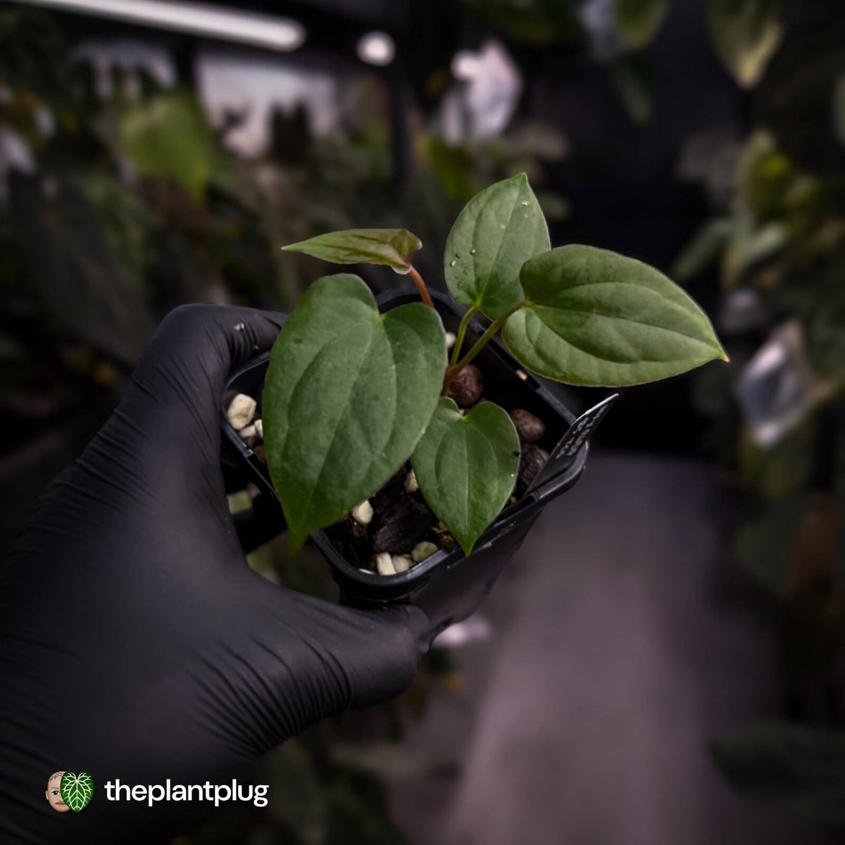Anthurium 'Midnight Velvet' x 'RVDP' • select clone