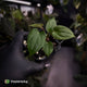 Anthurium 'Midnight Velvet' x 'RVDP' • select clone