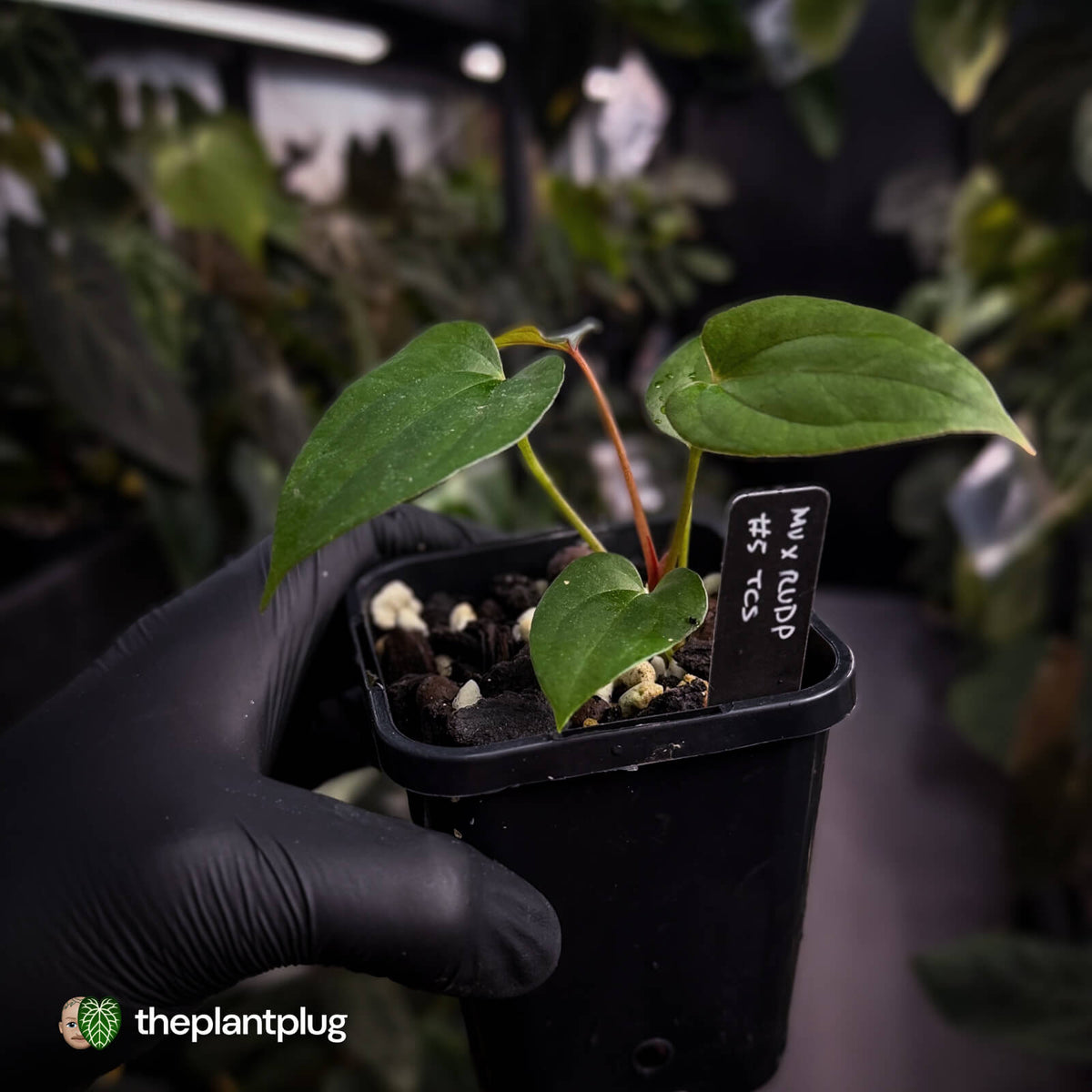 Anthurium 'Midnight Velvet' x 'RVDP' • select clone