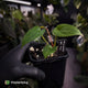 Anthurium 'Midnight Velvet' x 'RVDP' • select clone