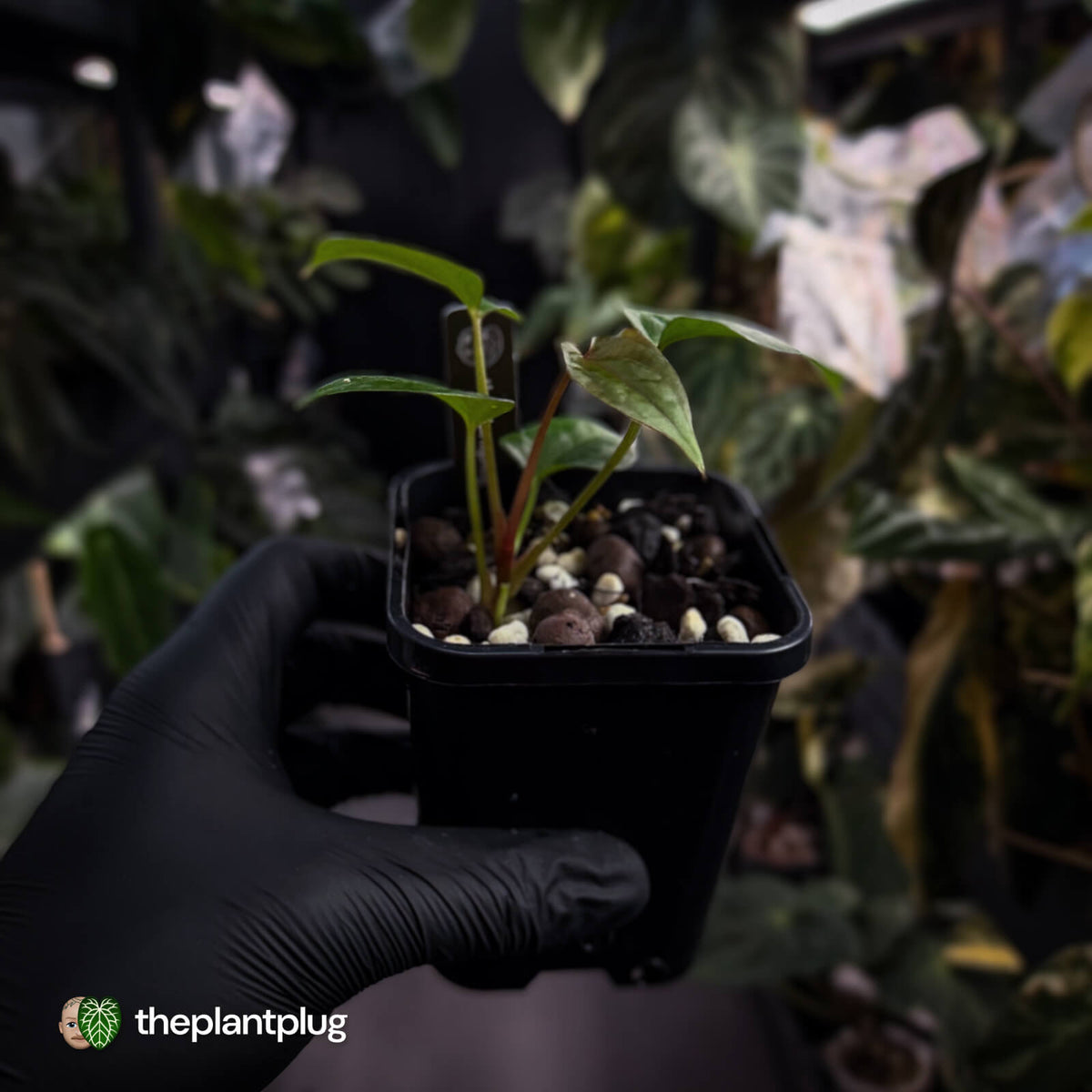Anthurium 'Midnight Velvet' x 'RVDP' • select clone