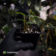 Anthurium 'Midnight Velvet' x 'RVDP' • select clone