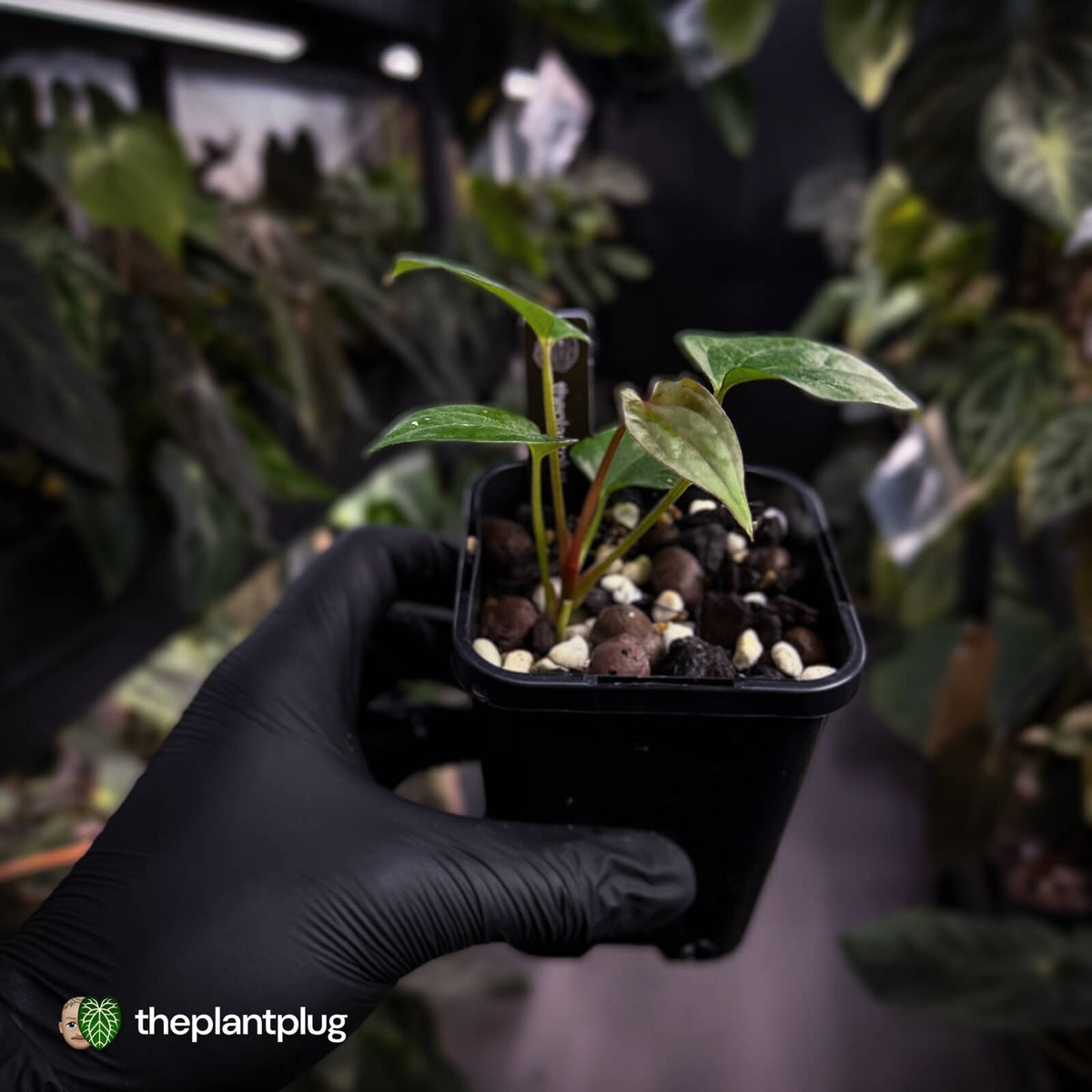 Anthurium 'Midnight Velvet' x 'RVDP' • select clone