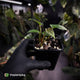 Anthurium 'Midnight Velvet' x 'RVDP' • select clone