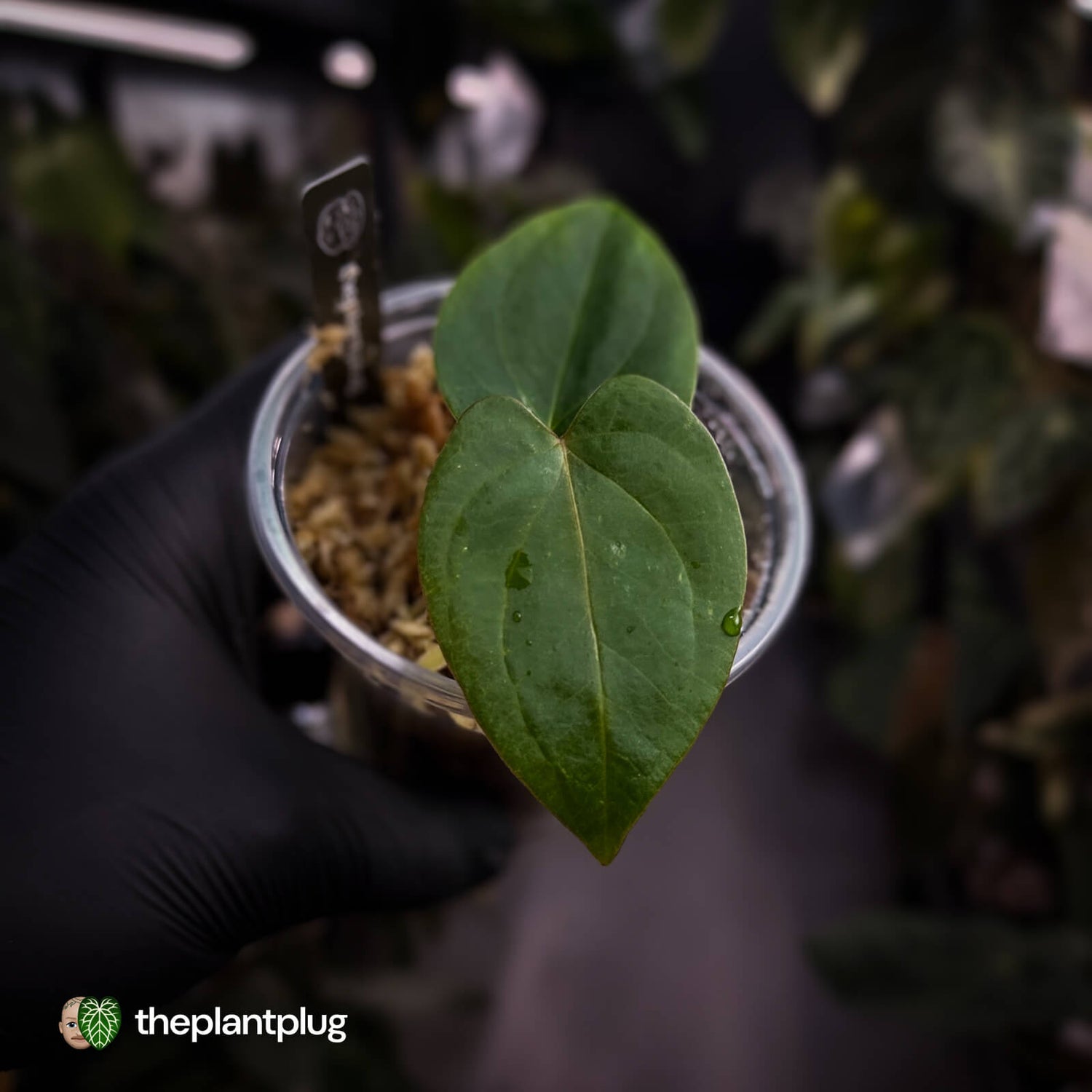 Anthurium 'Loki'• mother plant clone ⚡