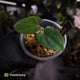 Anthurium 'Loki'• mother plant clone ⚡