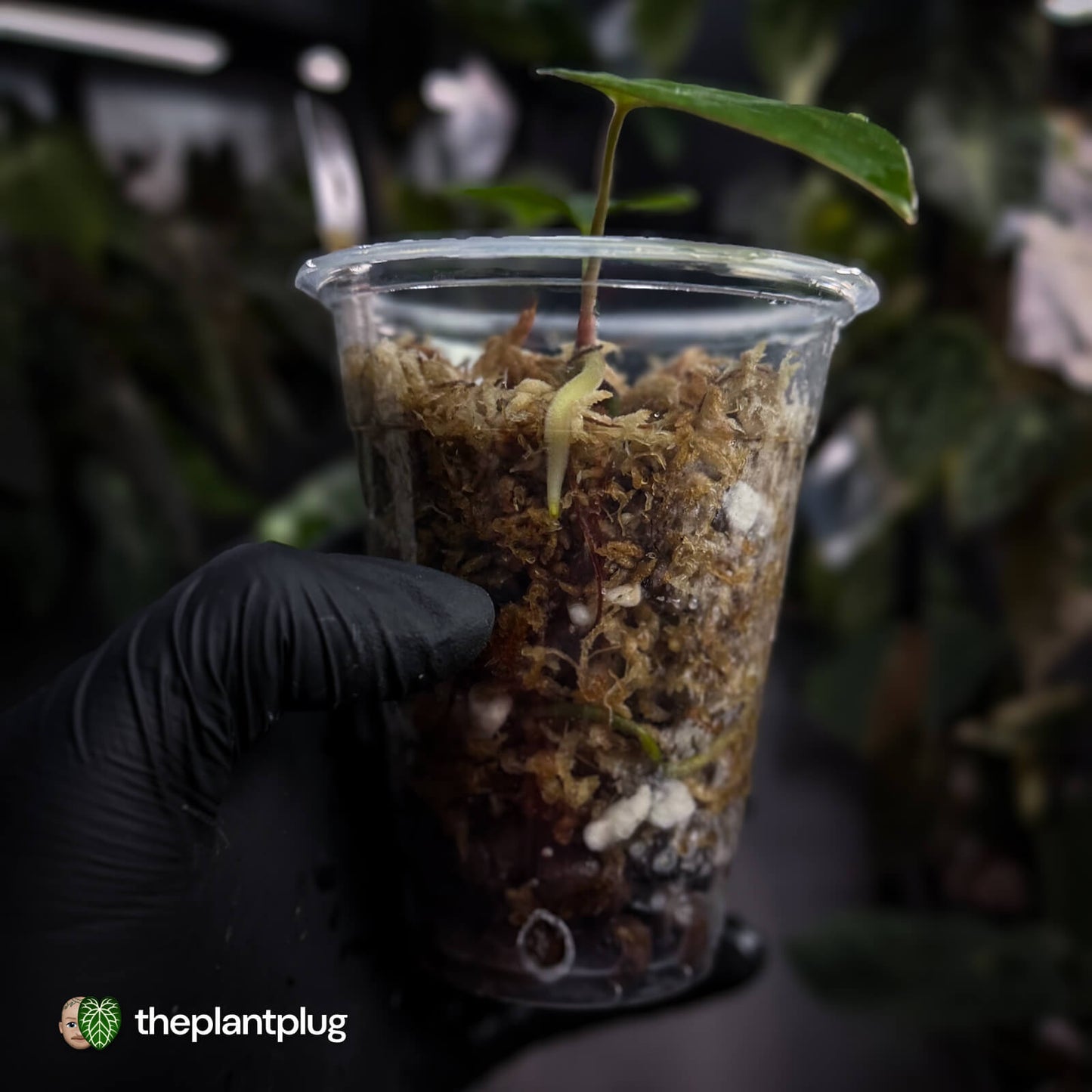 Anthurium 'Loki'• mother plant clone ⚡
