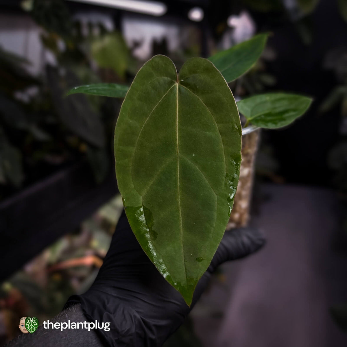 Anthurium 'Speshal' • mother plant clone