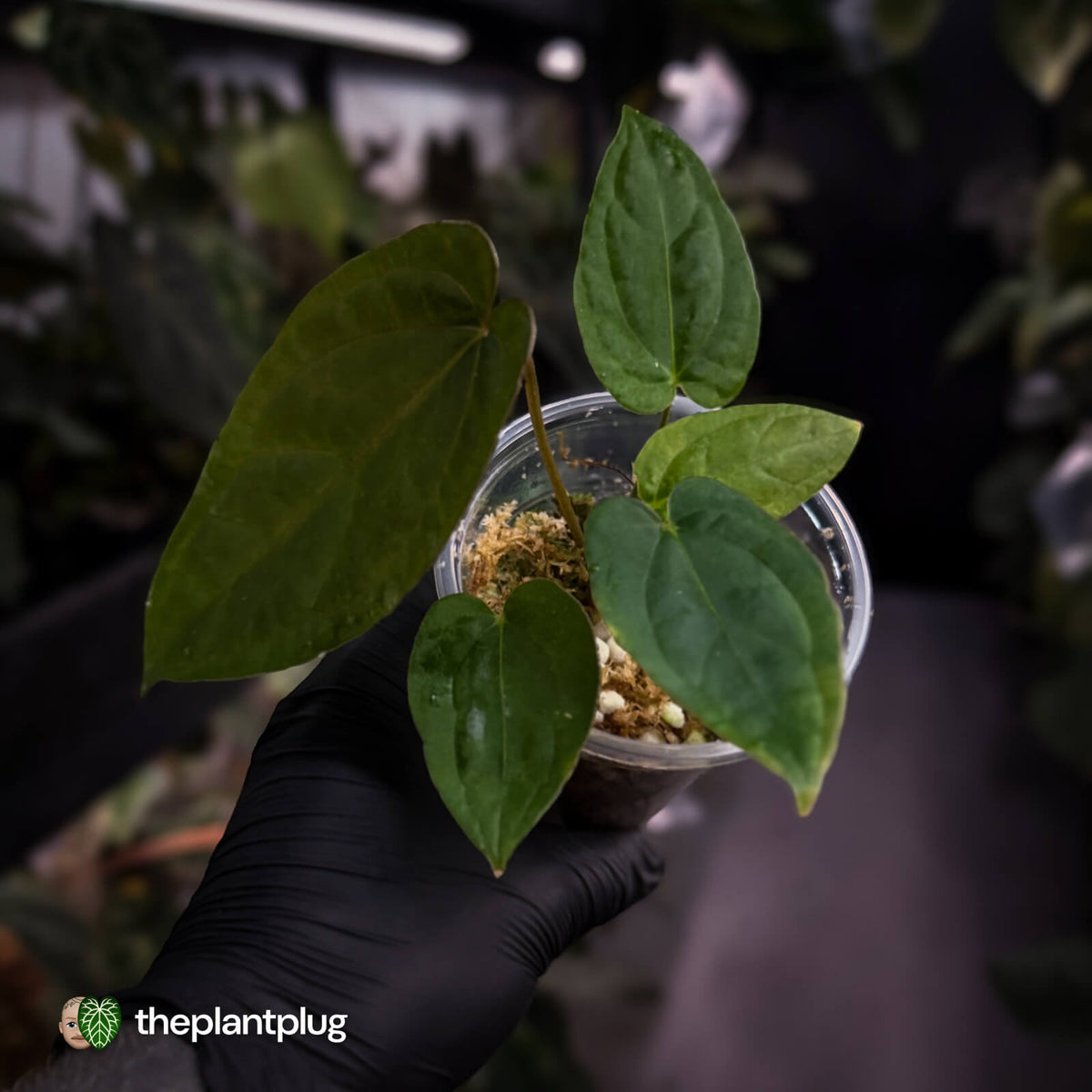 Anthurium 'Speshal' • mother plant clone