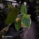 Anthurium 'Speshal' • mother plant clone