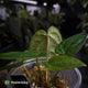 Anthurium 'Speshal' • mother plant clone