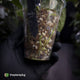 Anthurium 'Speshal' • mother plant clone