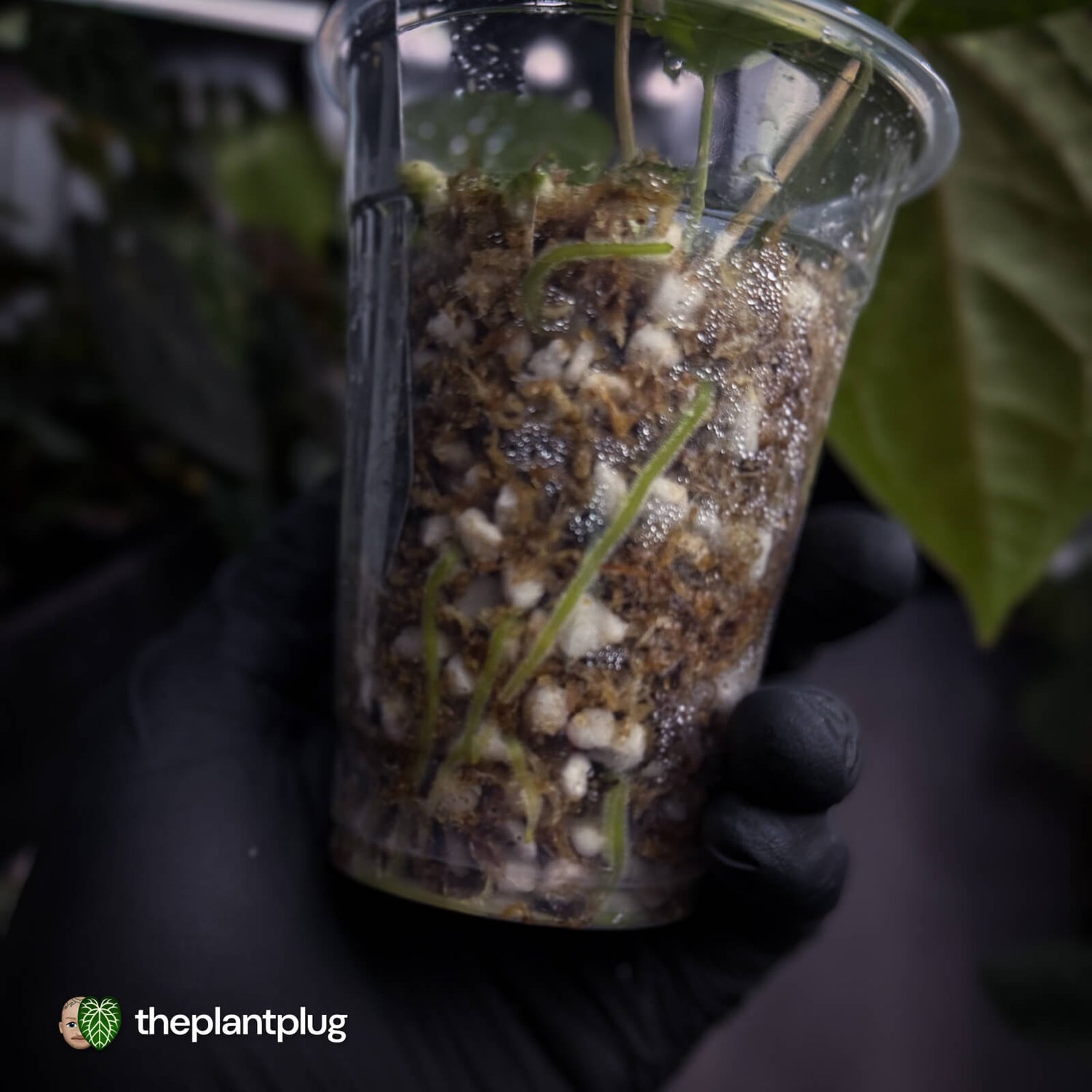 Anthurium 'Speshal' • mother plant clone
