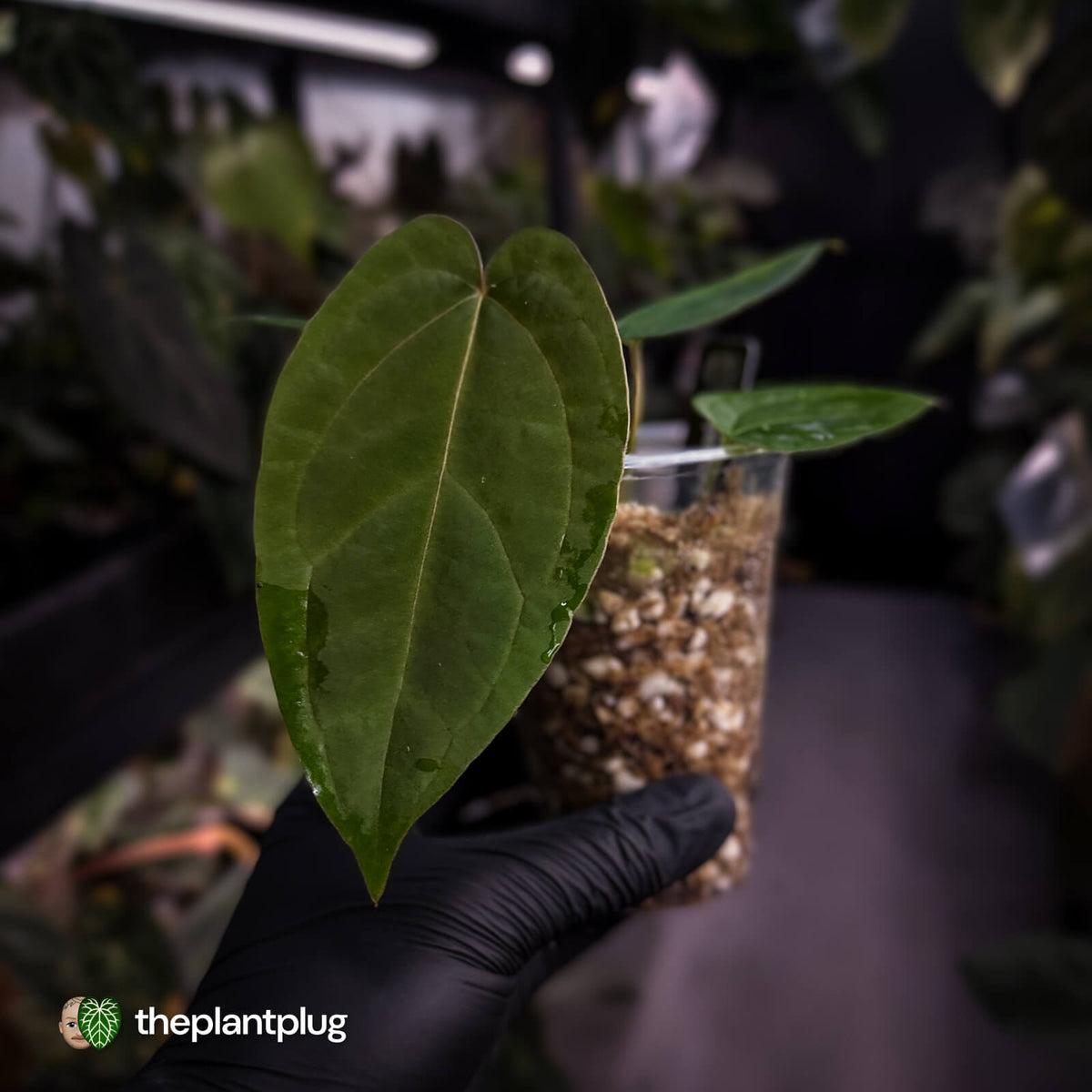 Anthurium 'Speshal' • mother plant clone