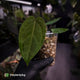 Anthurium 'Speshal' • mother plant clone