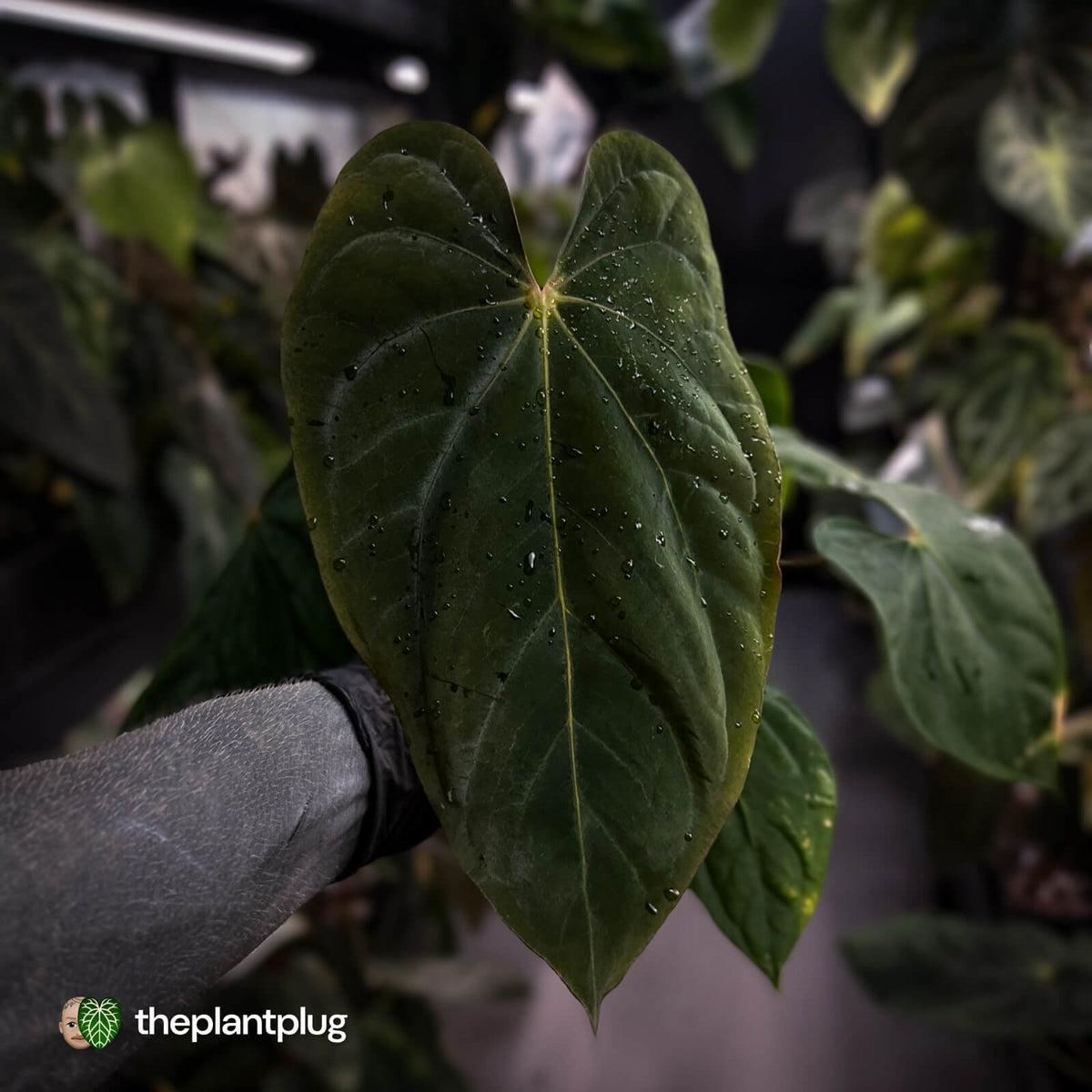 Anthurium (papillilaminum 'Hanger line' x dressleri) x (antolakii 'Round' x RA1')