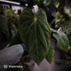 Anthurium (papillilaminum 'Hanger line' x dressleri) x (antolakii 'Round' x RA1')