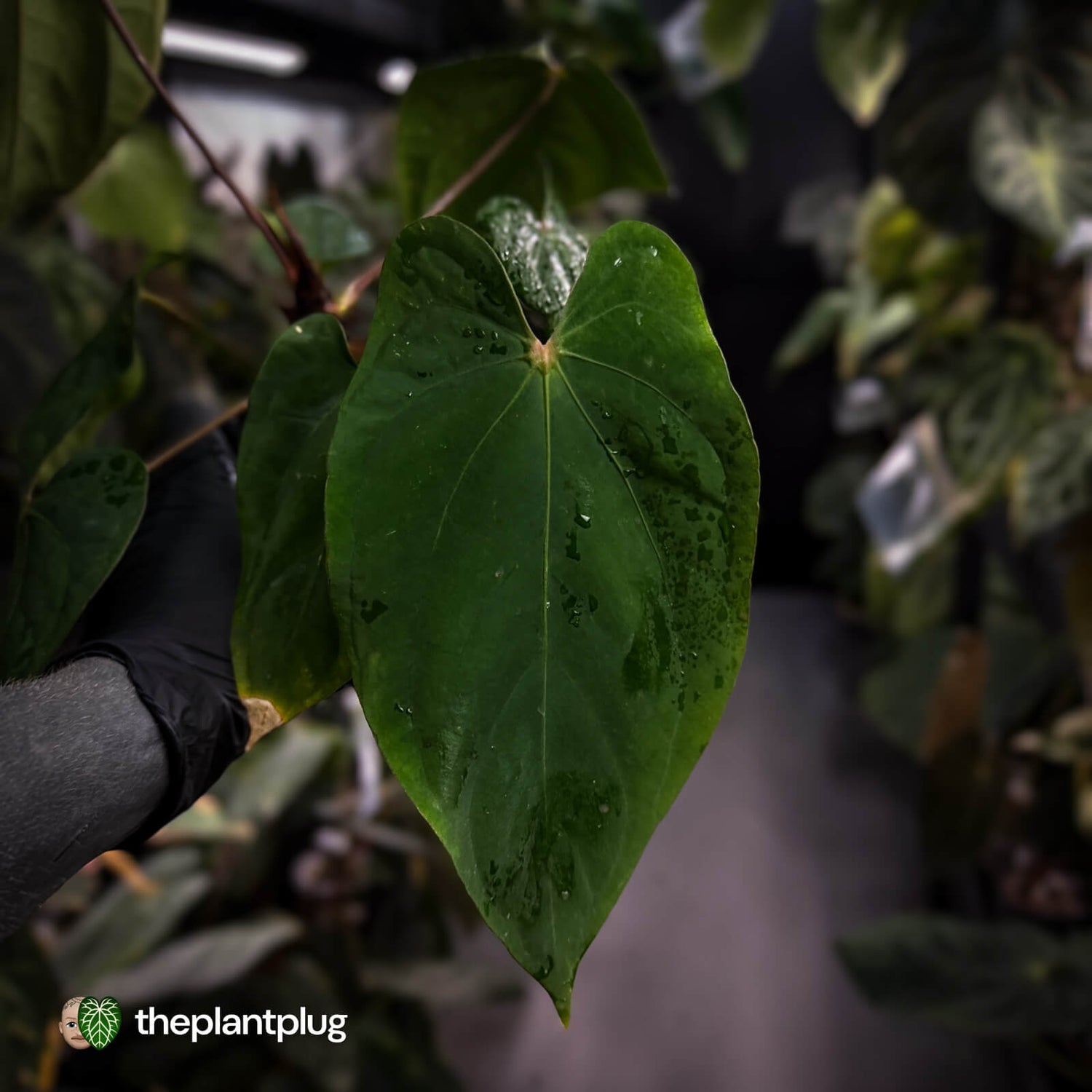 Anthurium (papillilaminum 'Hanger line' x dressleri) x (antolakii 'Round' x RA1')