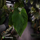 Anthurium (papillilaminum 'Hanger line' x dressleri) x (antolakii 'Round' x RA1')