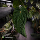 Anthurium (papillilaminum 'Hanger line' x dressleri) x (antolakii 'Round' x RA1')