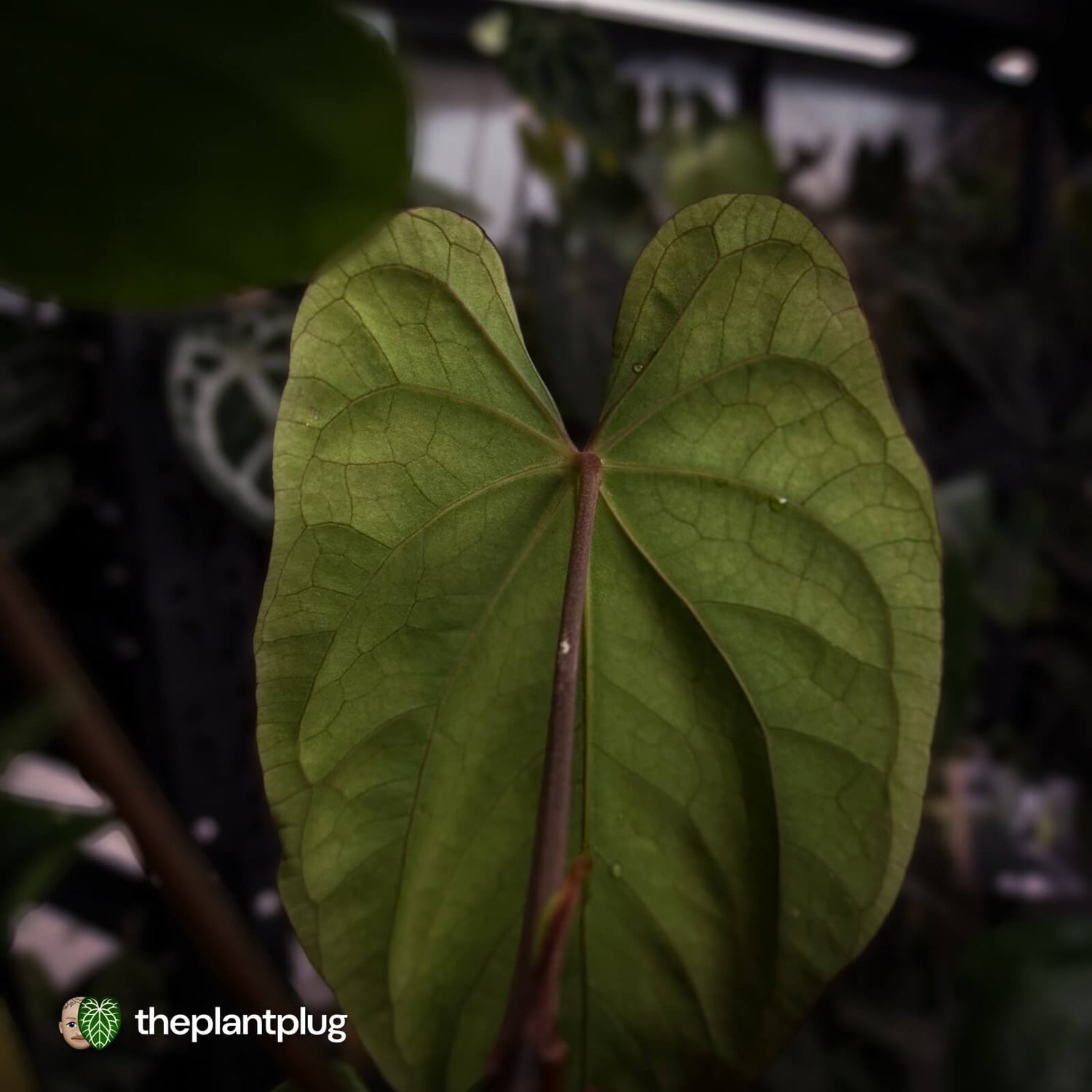 Anthurium (papillilaminum 'Hanger line' x dressleri) x (antolakii 'Round' x RA1')