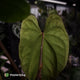 Anthurium (papillilaminum 'Hanger line' x dressleri) x (antolakii 'Round' x RA1')