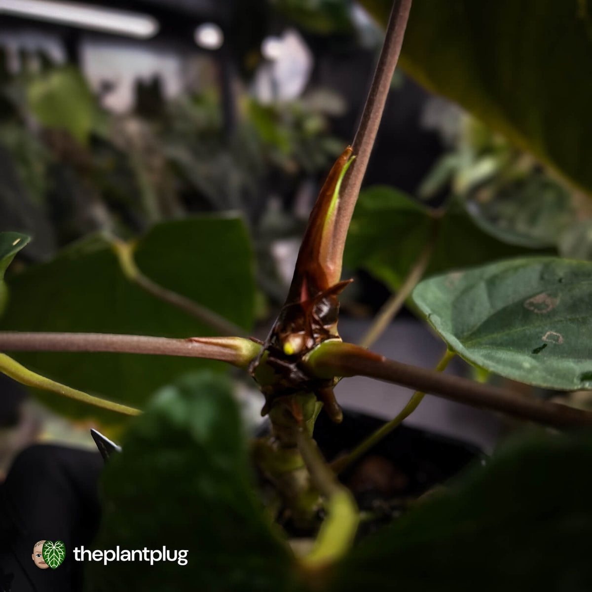 Anthurium (papillilaminum 'Hanger line' x dressleri) x (antolakii 'Round' x RA1')