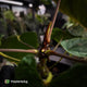 Anthurium (papillilaminum 'Hanger line' x dressleri) x (antolakii 'Round' x RA1')