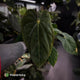 Anthurium (papillilaminum 'Hanger line' x dressleri) x (antolakii 'Round' x RA1')
