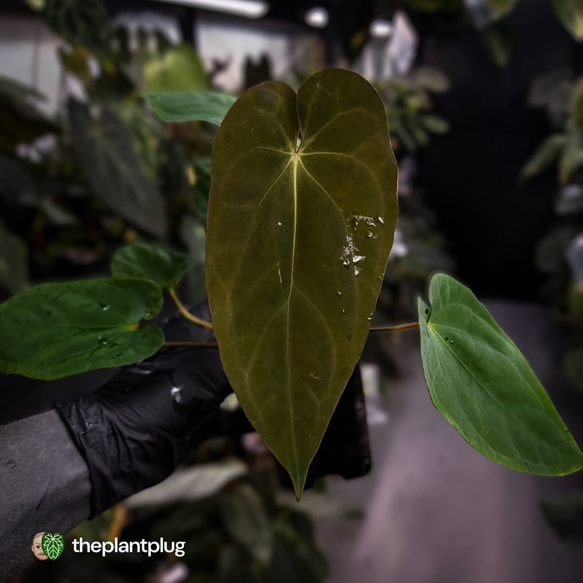 Anthurium (papillilaminum 'Hanger line' x dressleri) x (antolakii 'Round' x 'RA1')