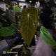 Anthurium (papillilaminum 'Hanger line' x dressleri) x (antolakii 'Round' x 'RA1')