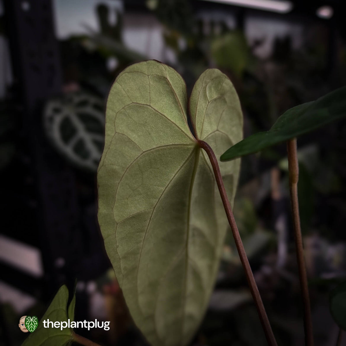 Anthurium (papillilaminum 'Hanger line' x dressleri) x (antolakii 'Round' x 'RA1')