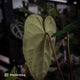 Anthurium (papillilaminum 'Hanger line' x dressleri) x (antolakii 'Round' x 'RA1')