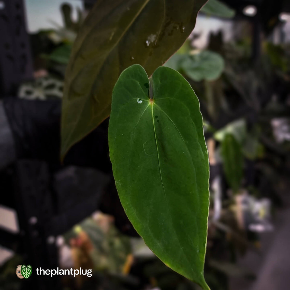 Anthurium (papillilaminum 'Hanger line' x dressleri) x (antolakii 'Round' x 'RA1')