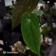 Anthurium (papillilaminum 'Hanger line' x dressleri) x (antolakii 'Round' x 'RA1')