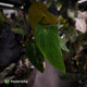Anthurium (papillilaminum 'Hanger line' x dressleri) x (antolakii 'Round' x 'RA1')