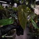 Anthurium (papillilaminum 'Hanger line' x dressleri) x (antolakii 'Round' x 'RA1')