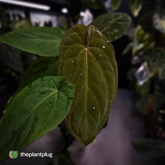 Anthurium 'Speshal' x 'Roman' • select
