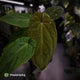 Anthurium 'Speshal' x 'Roman' • select