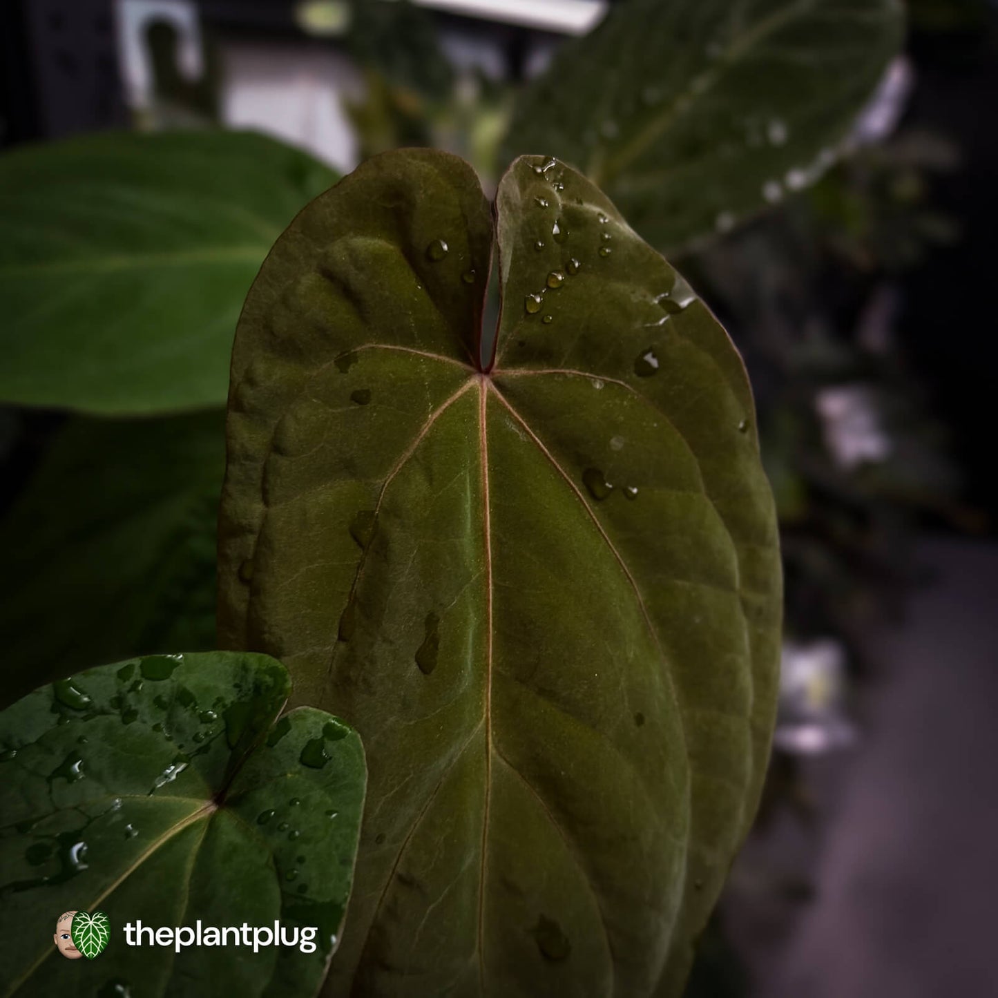 Anthurium 'Speshal' x 'Roman' • select