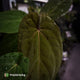 Anthurium 'Speshal' x 'Roman' • select